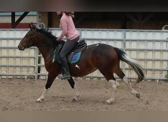 Pintos, Stute, 4 Jahre, 152 cm, Schecke