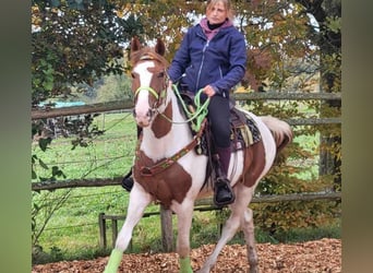 Pintos, Stute, 4 Jahre, 153 cm, Schecke
