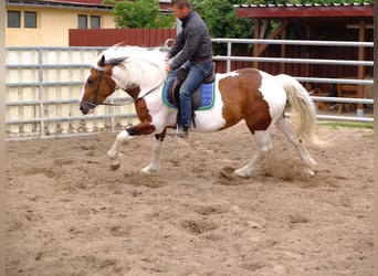 Pintos Mix, Stute, 4 Jahre, 154 cm, Schecke