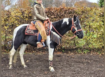 Pintos, Stute, 4 Jahre, 154 cm, Schecke