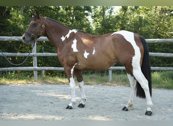 Pintos, Stute, 4 Jahre, 155 cm, Schecke