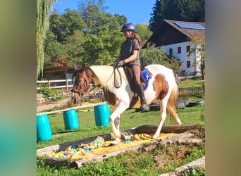 Pintos, Stute, 4 Jahre, 157 cm, Schecke