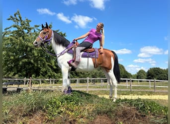 Pintos, Stute, 4 Jahre, 157 cm, Schecke