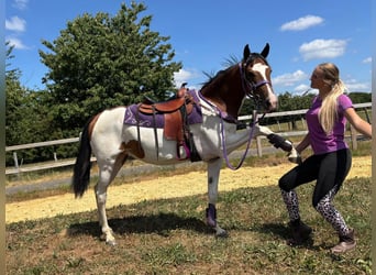 Pintos, Stute, 4 Jahre, 157 cm, Schecke