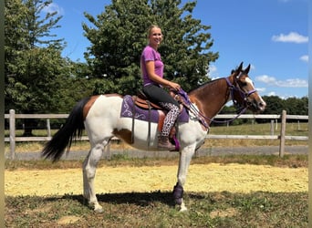 Pintos, Stute, 4 Jahre, 157 cm, Schecke