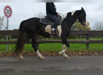 Pintos, Stute, 4 Jahre, 158 cm, Schecke