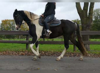 Pintos, Stute, 4 Jahre, 158 cm, Schecke