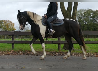 Pintos, Stute, 4 Jahre, 158 cm, Schecke