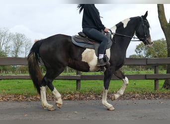 Pintos, Stute, 4 Jahre, 158 cm, Schecke