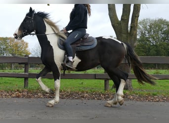 Pintos, Stute, 4 Jahre, 158 cm, Schecke