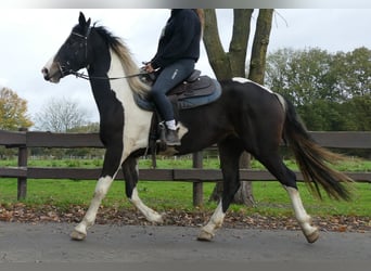 Pintos, Stute, 4 Jahre, 158 cm, Schecke