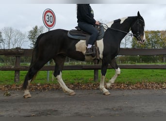 Pintos, Stute, 4 Jahre, 158 cm, Schecke