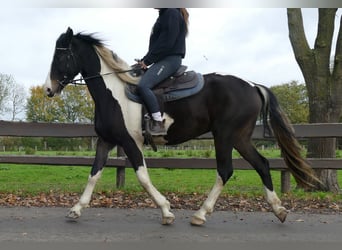 Pintos, Stute, 4 Jahre, 158 cm, Schecke