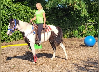 Pintos, Stute, 4 Jahre, Schecke