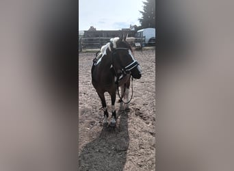 Pintos, Stute, 5 Jahre, 128 cm