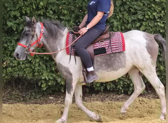 Pintos, Stute, 5 Jahre, 136 cm, Schecke
