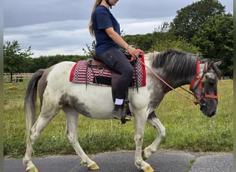 Pintos, Stute, 5 Jahre, 136 cm, Schecke