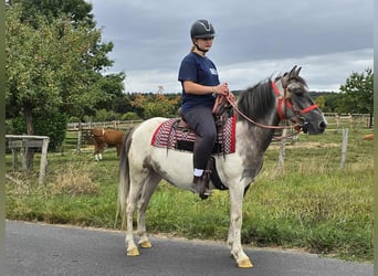 Pintos, Stute, 5 Jahre, 136 cm, Schecke