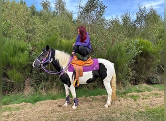Pintos, Stute, 5 Jahre, 148 cm, Schecke