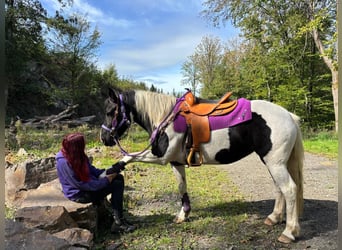 Pintos, Stute, 5 Jahre, 148 cm, Schecke