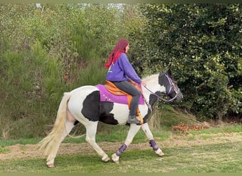 Pintos, Stute, 5 Jahre, 148 cm, Schecke