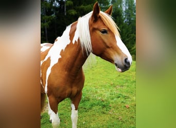 Pintos, Stute, 5 Jahre, 155 cm, Schecke