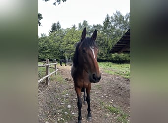 Pintos Mix, Stute, 5 Jahre, 160 cm, Brauner
