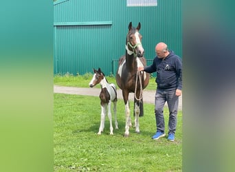 Pintos, Stute, 5 Jahre, 160 cm, Schecke