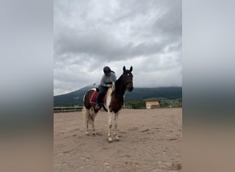 Pintos, Stute, 5 Jahre, 163 cm, Schecke