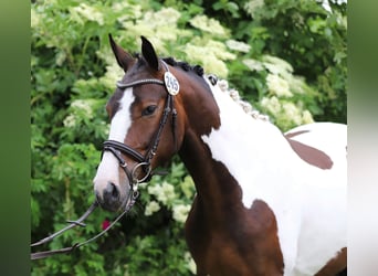 Pintos, Stute, 5 Jahre, 169 cm, Schecke