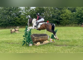 Pintos, Stute, 5 Jahre, 169 cm, Schecke