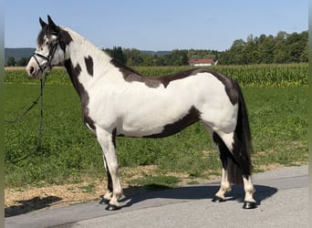 Pintos Mix, Stute, 5 Jahre, Schecke