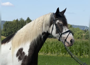 Pintos Mix, Stute, 5 Jahre, Schecke
