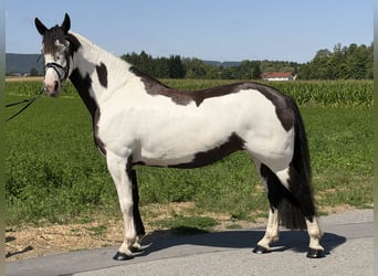 Pintos Mix, Stute, 5 Jahre, Schecke