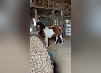 Pintos, Stute, 6 Jahre, 134 cm, Schecke