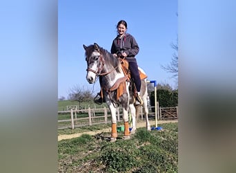 Pintos, Stute, 6 Jahre, 136 cm, Schecke