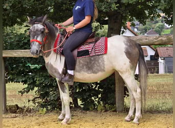 Pintos, Stute, 6 Jahre, 136 cm, Schecke