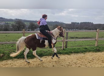 Pintos, Stute, 6 Jahre, 140 cm, Schecke