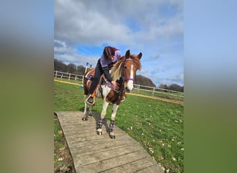 Pintos, Stute, 6 Jahre, 140 cm, Schecke