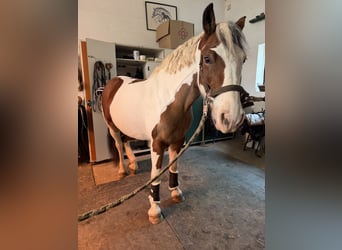 Pintos, Stute, 6 Jahre, 146 cm, Schecke