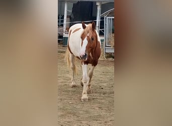 Pintos Mix, Stute, 6 Jahre, 148 cm, Schecke