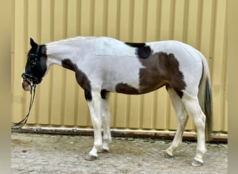 Pintos, Stute, 6 Jahre, 150 cm, Schecke