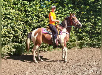 Pintos, Stute, 6 Jahre, 150 cm, Schecke