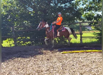 Pintos, Stute, 6 Jahre, 150 cm, Schecke
