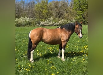 Pintos, Stute, 6 Jahre, 150 cm, Schecke