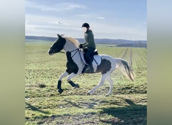 Pintos, Stute, 6 Jahre, 150 cm, Schecke