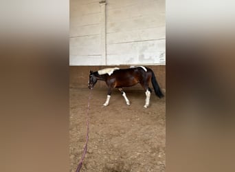 Pintos, Stute, 6 Jahre, 155 cm, Schecke