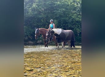 Pintos Mix, Stute, 6 Jahre, 162 cm, Schecke