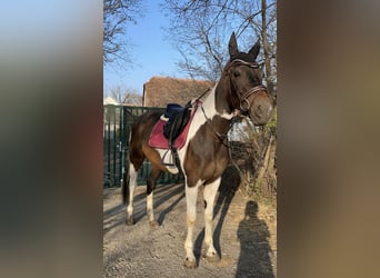 Pintos Mix, Stute, 6 Jahre, 162 cm, Schecke
