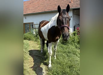 Pintos Mix, Stute, 6 Jahre, 162 cm, Schecke